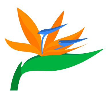 bird of paradise flower tropical plant vector illustration isolated on white background