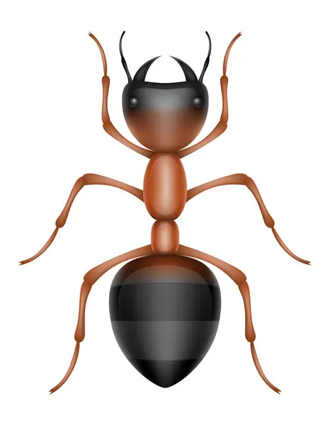白い背景に隔離されたアリ昆虫の野生動物のベクターのイラスト — ストックベクタ