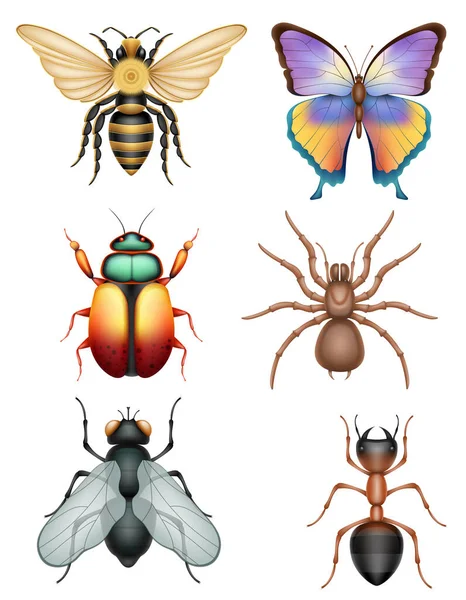 set insects wildlife animals vector illustration isolated on white background