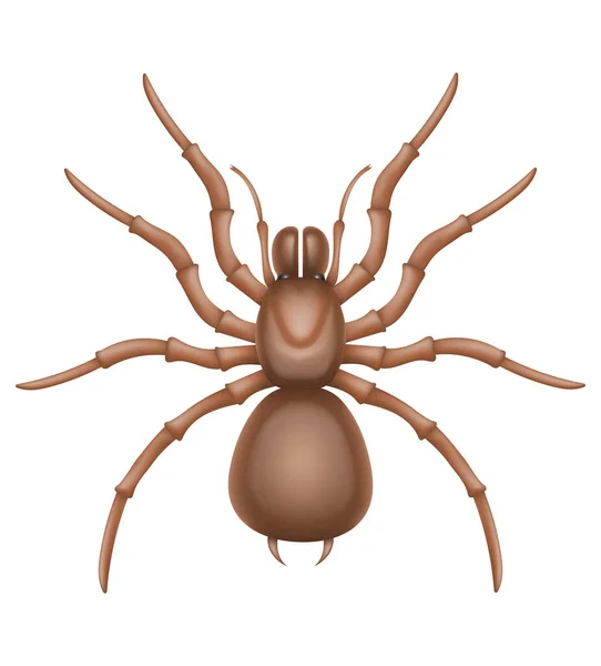 Örümcek Böcekleri Vahşi Yaşam Hayvanları Beyaz Arka Planda Izole Edilmiş — Stok Vektör