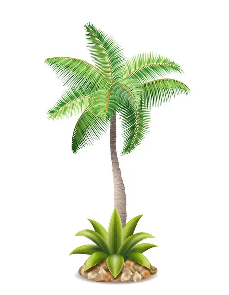Trópusi Pálmafa Zöld Lombozat Vektor Illusztráció Elszigetelt Fehér Háttér Stock Vektor