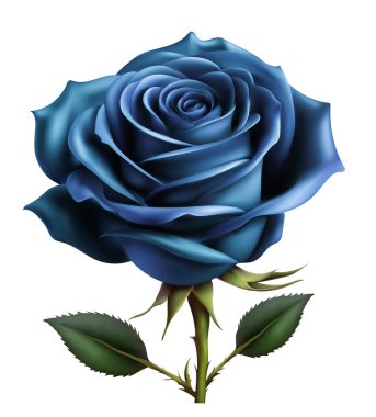 güzel gül gerçekçi çizim vektör çizimi beyaz arkaplanda izole