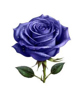 güzel gül gerçekçi çizim vektör çizimi beyaz arkaplanda izole