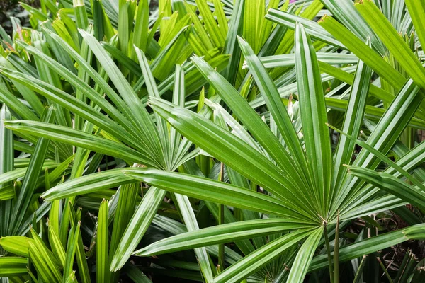Yeşil Yaprakların Tropikal Bitki Arka Planı Doğa Dokusu — Stok fotoğraf