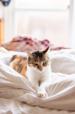 Küçük kaplumbağa kabuklu kedi evde yatakta yatıyor.