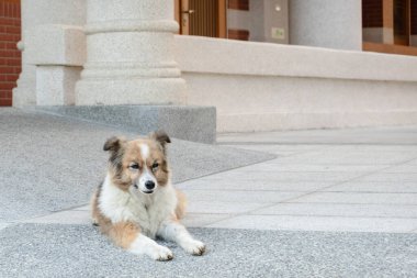 Şehirde başıboş bir köpek yatıyor.