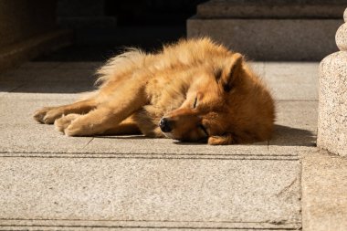 Şehirde başıboş bir köpek yatıyor.