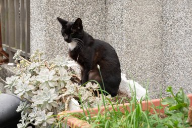 Siyah sokak kedisi şehrin sokaklarında oturuyor.