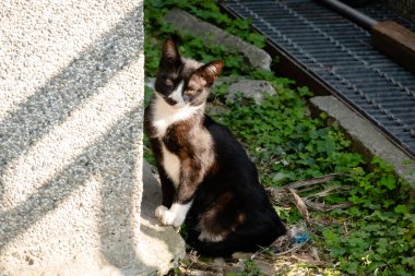 Sokaktaki genç sokak kedisi