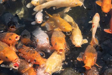 Bir grup altın balık gölette beslenmek için ağızlarını açarlar.