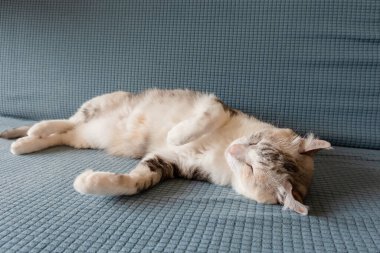 Gri evcil kedi evdeki kanepede uyur.