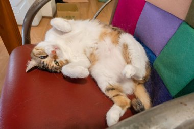 Evcil komik kaplumbağa kabuklu kedi evde bir sandalyede uyuyor.