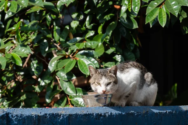 stray cat eat food at the street in a city