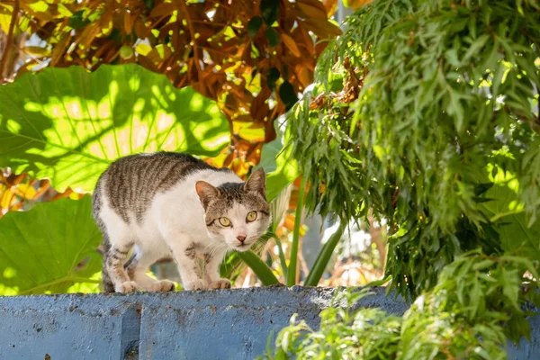 Gato Cuidadosamente Extraviado Mirarte Exterior — Foto de Stock
