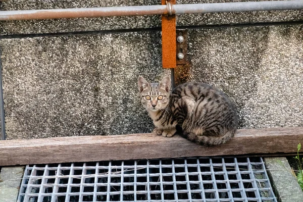 Sokaktaki genç sokak kedisi