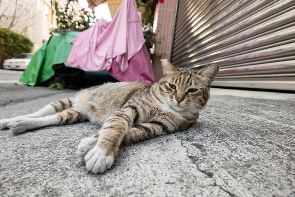 Preguiçoso Gato Vadio Tabby Dormir Rua Cidade — Fotografia de Stock