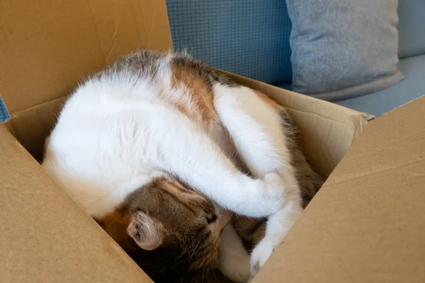แมวเต กนอนในกล องท — ภาพถ่ายสต็อก