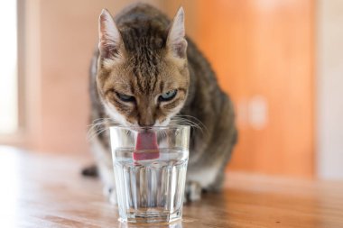Kedi evdeki masada su içiyor.