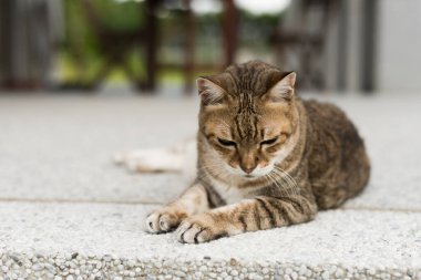 tekir yaşlı şişman kedi closeup portre