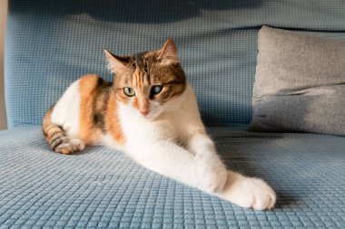 Evcil kedi evdeki kanepede yatıyordu.