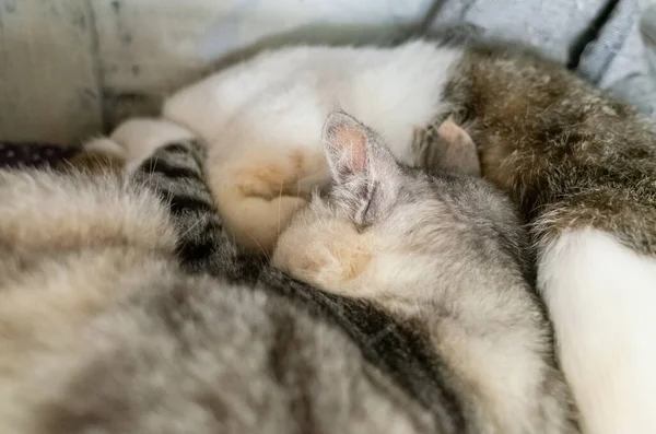 Gato Domesticado Dormir Con Hija Caja — Foto de Stock