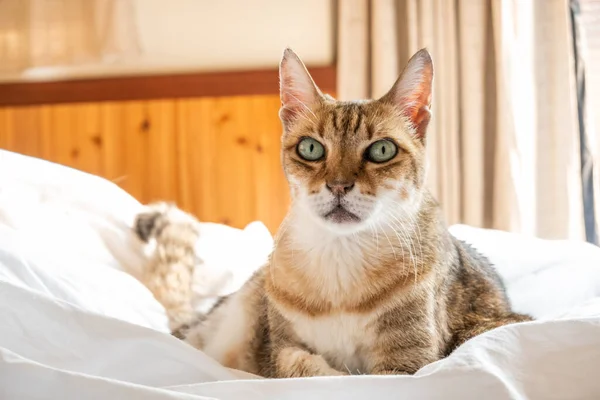 怠惰と面白いタビー猫は家のベッドで寝る — ストック写真