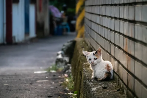 Маленький Бродячий Кіт Сидить Вулиці Місті — стокове фото