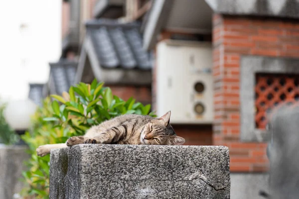 Başıboş Şişman Tekir Kedi Dışarıda Bir Sütuna Oturur — Stok fotoğraf