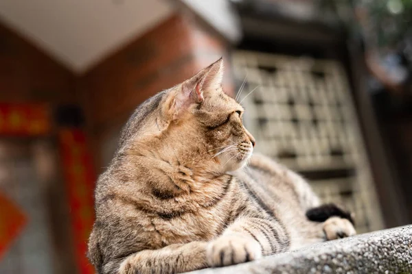 Başıboş Şişman Tekir Kedi Dışarıda Bir Sütuna Oturur — Stok fotoğraf