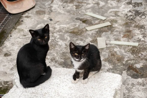 Verdwaalde Zwarte Kat Met Haar Broer Straat — Stockfoto