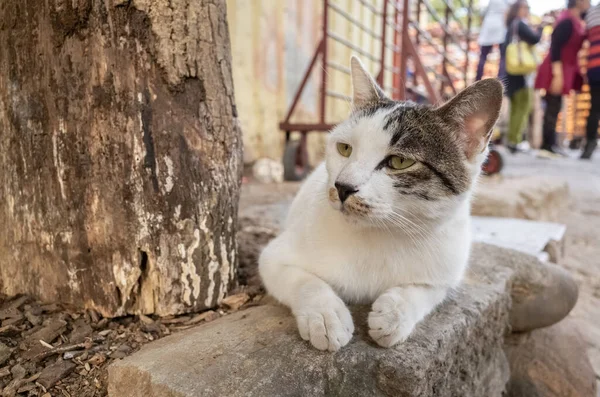 Bezpański Kot Siedzi Ulicy Mieście — Zdjęcie stockowe