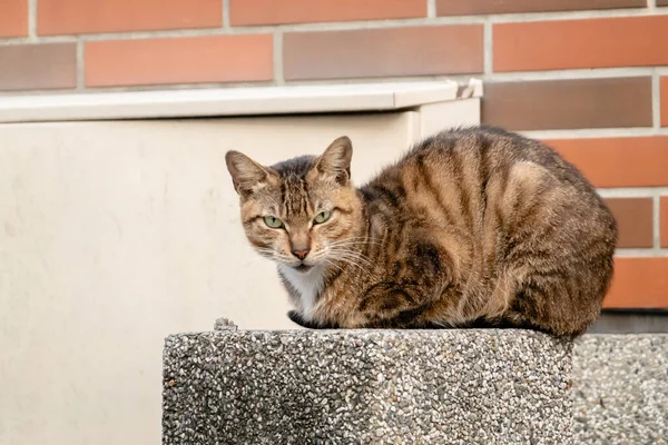 Kucing Liar Tabby Jalan Kota — Stok Foto