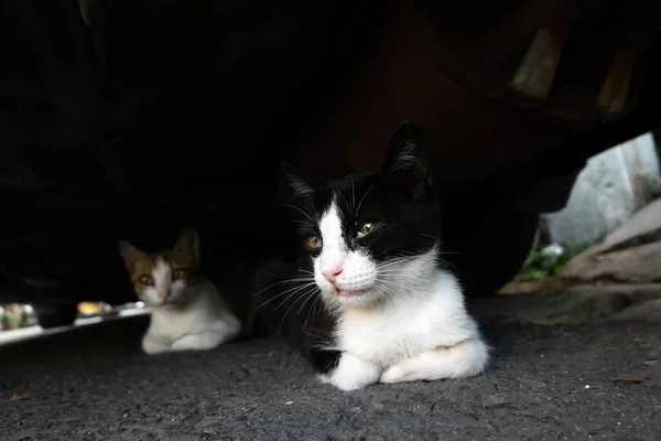 Чорно Біла Кішка Ховається Під Машиною Своїм Братом Місті — стокове фото