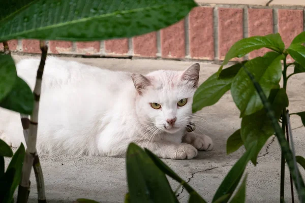 Домашняя Белая Кошка Спит Земле Открытом Воздухе Городе — стоковое фото