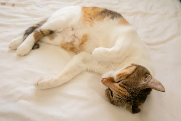 Aranyos Kövér Teknősbéka Macska Aludni Egy Ágyban Otthoni — Stock Fotó