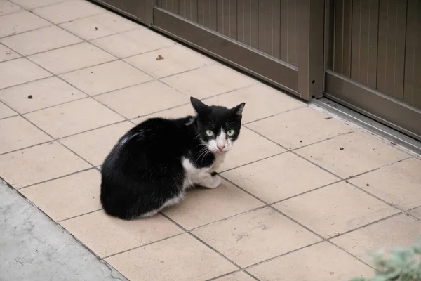Zabłąkany Czarny Biały Kot Siedzieć Czekać Przed Drzwiami Zewnątrz — Zdjęcie stockowe