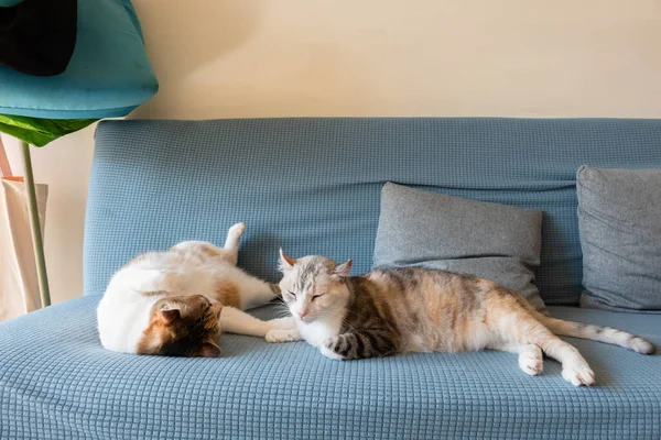 Cute Cat Sit Her Mother Sofa Home — Zdjęcie stockowe
