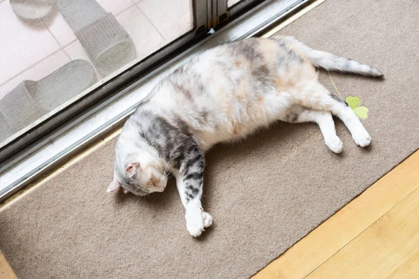 玄関の画面窓の前には灰色の猫が日光浴をしている — ストック写真