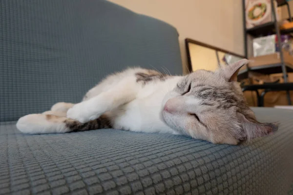 灰色のタビー猫が家でソファの上でゆったりと寝ています — ストック写真
