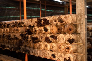 Nantou, Tayvan 'daki bir çiftlikte plastik poşette büyüyen mantarlar.