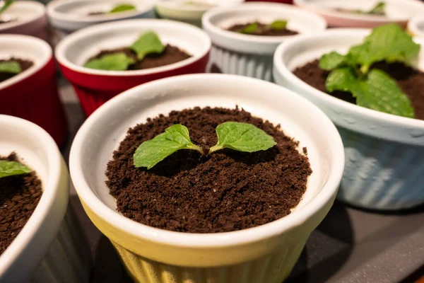 Cupcake Green Plant Black Chocolate Closeup Image — Stock Photo, Image