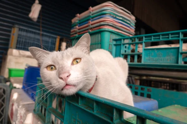 White Cat Yellow Eyes Peering Blue Crate Industrial Setting — Stock Photo, Image