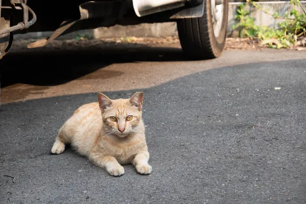 Ginger Gato Tabby Deitado Asfalto Sob Veículo Olhando Para Câmera — Fotografia de Stock