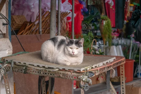 Çiçekçide Derme Çatma Bir Masada Yatan Beyaz Siyah Kedi — Stok fotoğraf