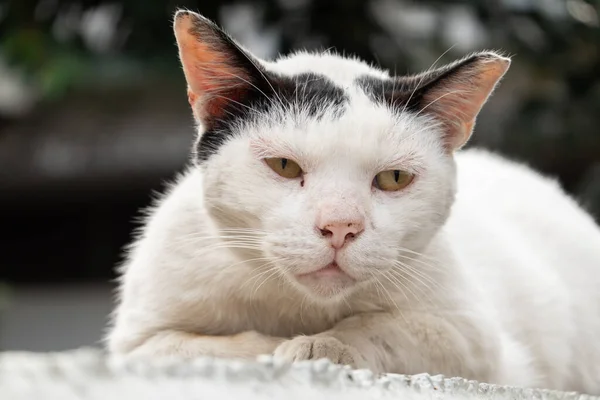 Белая Кошка Черными Отметинами Лежащая Стене Смотрит Прямо Камеру — стоковое фото