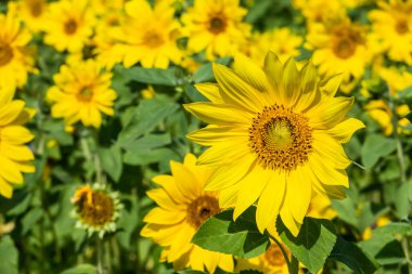 Gündüz vakti sarı çiçekli ayçiçeği çiftliği manzarası