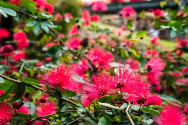 Kırmızı pudra çiçekleri, Calliandra hematocephala ağacı açık havada.