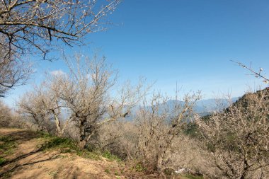 Tayvan 'ın Nantou şehrinde kışın açan beyaz erik çiçeklerinin manzarası.
