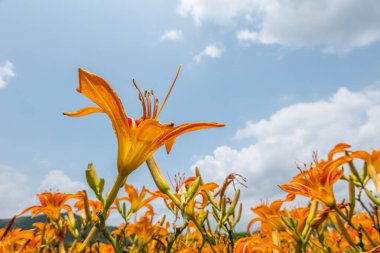 Tayvan 'daki Lily Kaplanı çiçek çiftliğinin manzarası.