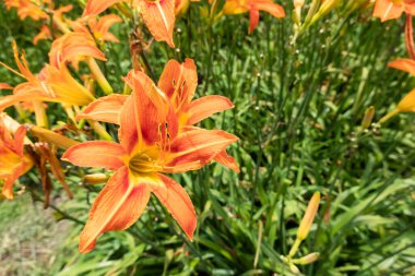 Tayvan 'daki Lily Kaplanı çiçek çiftliğinin manzarası.